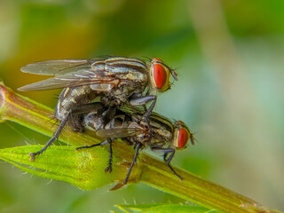fly on leaf mating.