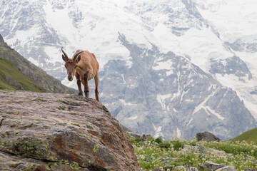 A wild mountain goat stands on a stone against the backdrop of snow-capped mountains.