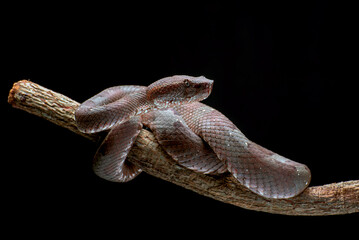 mangrove pit viper coiled around a branch