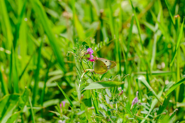 シロチョウと赤紫の花をつけたカラスノエンドウ