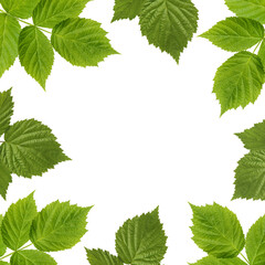 raspberry leaves on a white background