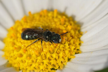 Closeup on a male, small metallic blue carpenter bee, Ceratina cyanea, sitting on a yellow