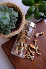 Dry Psilocybe Cubensis mushrooms in a glass jar on a wooden board surrounded by indoor plants. Life style microdosing concept.