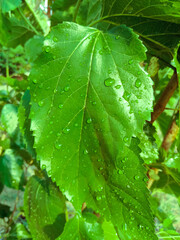 Water drops in the green leaves, 