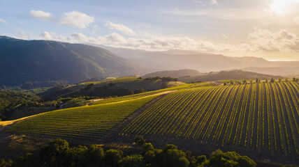 Valley Vineyard in Setting sun