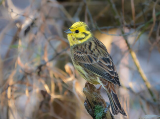 Goldammer (Emberiza citrinella) 