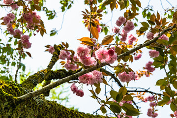 樹木公園で花を咲かす海棠