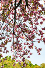 樹木公園で花を咲かす海棠