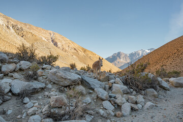 Horizontal shot of donkey looking backwards in valley at sunrise, Chile