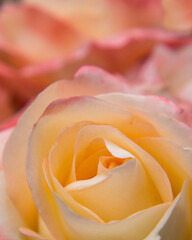 Macro photography of a pink rose with beautiful petals. Floral background of yellow-pink rose petals for a greeting card. Rose close-up