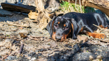 Portrait of a dachshund puppy against the background of nature.