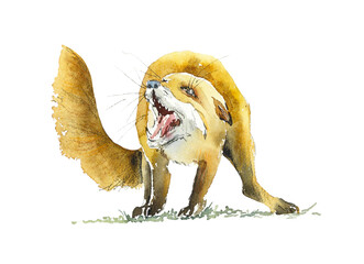 Frightened Fox. Wild Forest Inhabitan. Watercolor hand drawn illustration