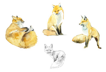 Foxes. Wild Forest Inhabitan. Watercolor hand drawn illustration