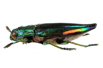 jewel beetle (Cyphogastra calepyga) isolated on white background