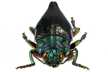 jewel beetle (Cyphogastra calepyga) isolated on white background
