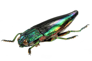 jewel beetle (Cyphogastra calepyga) isolated on white background