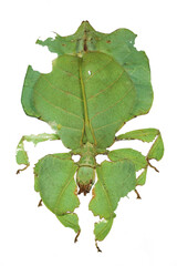 Gray's leaf insect (Pulchriphyllium bioculatum) isolated on white background