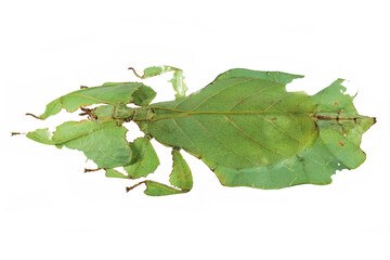 Gray's leaf insect (Pulchriphyllium bioculatum) isolated on white background