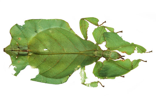 Gray's leaf insect (Pulchriphyllium bioculatum) isolated on white background
