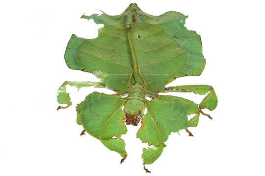 Gray's leaf insect (Pulchriphyllium bioculatum) isolated on white background