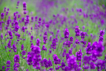 Naklejka premium ラベンダー畑