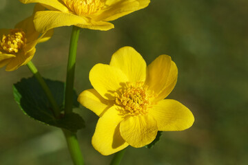 Close up yellow flower of marsh-marigold or kingcup (Caltha palustris) of the buttercup family (Ranunculaceae). Blurred dark green garden in the background. Spring, April, Netherlands.