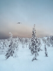 Dramatic dark winter minimalistic northern background with trees plastered with snow against a dark snowy sky. Arctic harsh nature. Mystical fairy tale of the winter raven forest. Vertical view.