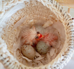 Newly hatched canary chick and eggs in the nest. Spring replenishment in the family. Breeding of songbirds at home.