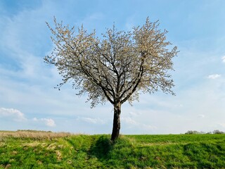 Blühender Baum auf der grünen Wiese bei schönen Wetter, Bum hat eine Herzform