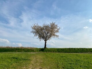 Fototapeta na wymiar Blühender Baum mit herzförmigem Geäst, steht frei auf grüner Wiese. Dahinter blau mit weiß durchzogener Himmel - wunderschön - Lieblingsbaum