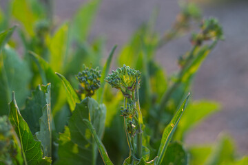 Rapini or broccoli turnips is a green vegetable, with leaves, shoots and stems all edible. Organic cultivation.