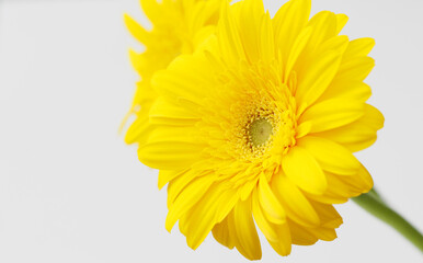 黄色いガーベラの花