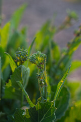 Rapini or broccoli turnips is a green vegetable, with leaves, shoots and stems all edible. Organic cultivation.