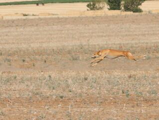 greyhound race fast dog domestic animal field hare hunting