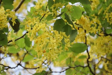 The beauty of yellow koon flowers blooming in the summer in Thailand. Selectable focus, blur background