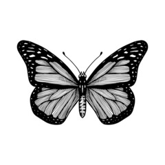 butterfly hand drawn vector illustration vintage