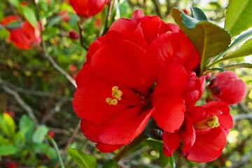 Nahaufnahme von wunderschönen roten Blüten der Zierquitte, Chaenomeles Japonica