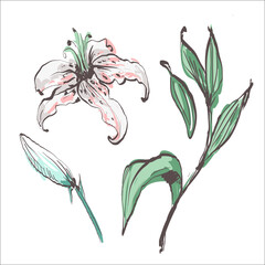 Lilies. Flowers, leaves hand drawn isolated on white background. Floral design elements