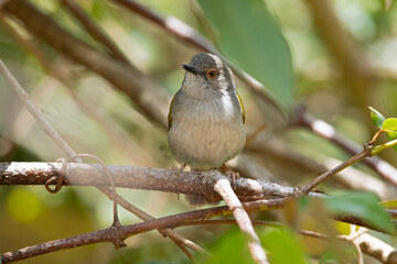 grey-backed camaroptera (Camaroptera brevicaudata) foraging in a shrub in Kenya.