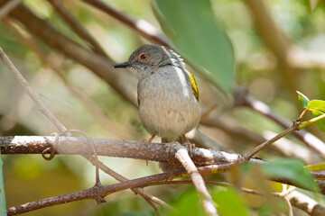 grey-backed camaroptera (Camaroptera brevicaudata) foraging in a shrub in Kenya.