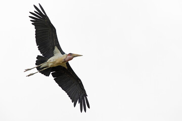 A marabou stork (Leptoptilos crumenifer) in flight