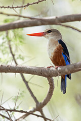 grey-headed kingfisher (Halcyon leucocephala) perched on a tree branch.
