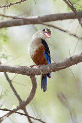 grey-headed kingfisher (Halcyon leucocephala) perched on a tree branch.