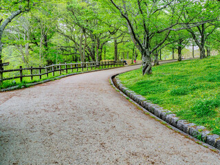 新緑の公園