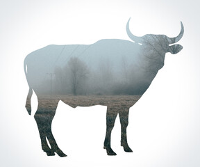 Bull. Cow Silhouette. Outline. White Background.