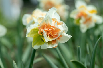 Cultivar of a double daffodil cultivar (Genus Narcissus) with pink corona and white tepals.