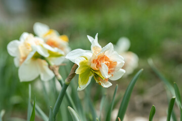 Side view of a double daffodil cultivar (Genus Narzissus) with a pink corona and white tepals.