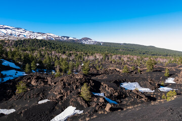 Pine and white birch trees growing on dark volcanic sand on bare terrain. Scenic view on volcano...