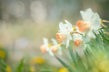 Fototapeta premium Closeup of large-cupped daffodils (Genus Narcissus) with white tepals and a pink corone. Copy space.