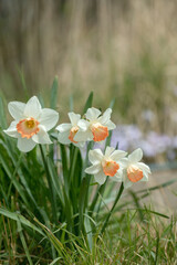 Large-cupped daffodils (Genus Narcissus) with white tepals and a pink corone.